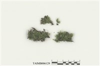 藏品(南亞孔雀苔)的圖片